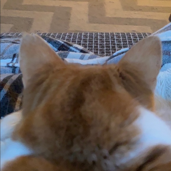 Meet your Posher, L - Picture 1 of 1